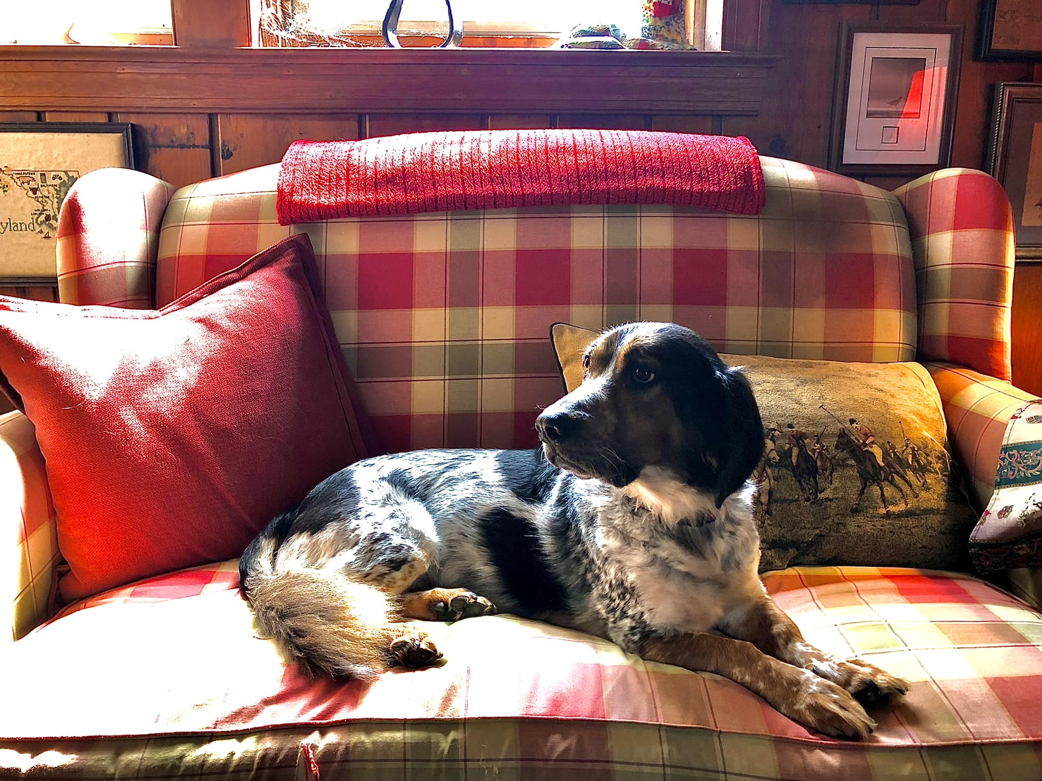 Sylvianne Velasquez's dog Jack