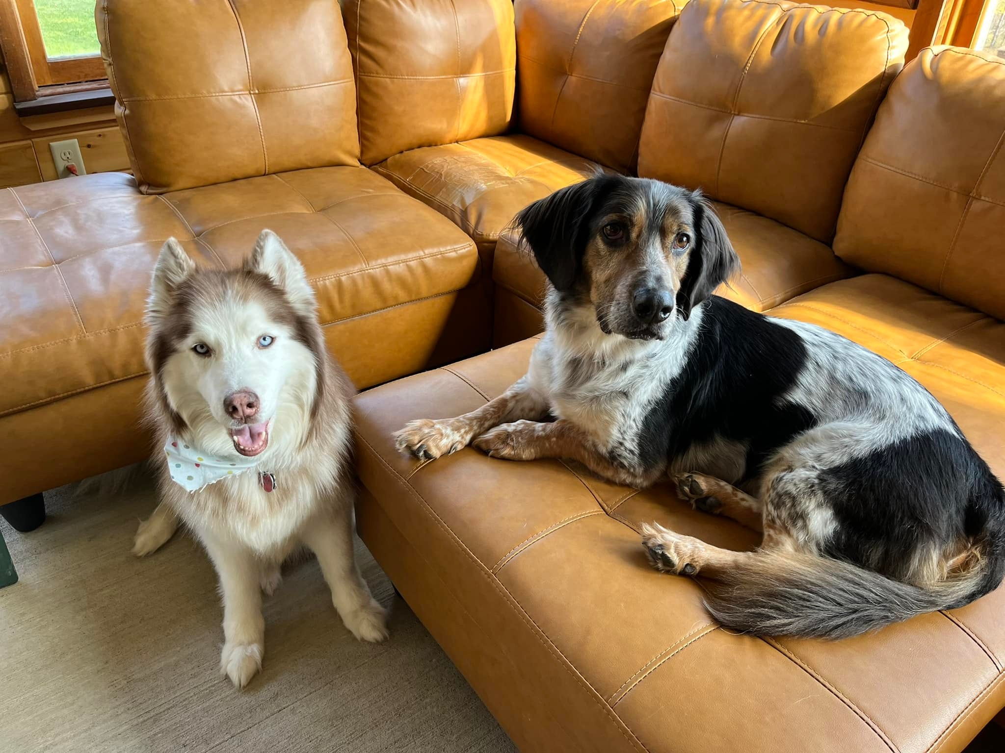 Sylvianne Velasquez's dogs Pepper and Jack