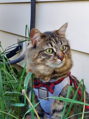 Fluffy tabby cat with red plaid bowtie