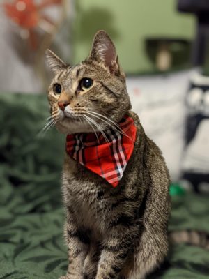 Tabby cat with bandana