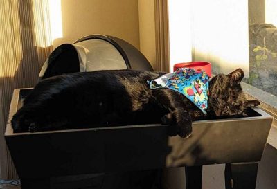 Sleeping black cat