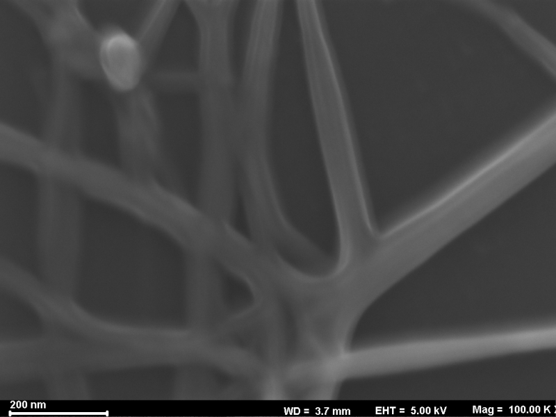 SEM Image: Biopolymer from Hunter Holden’s Research